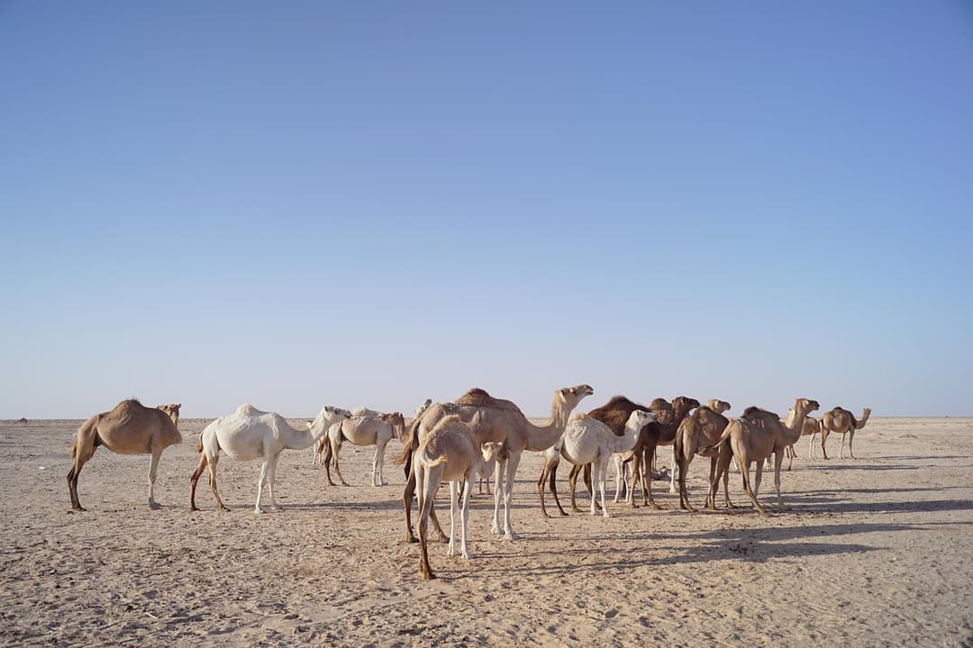 Hire in Mauritania