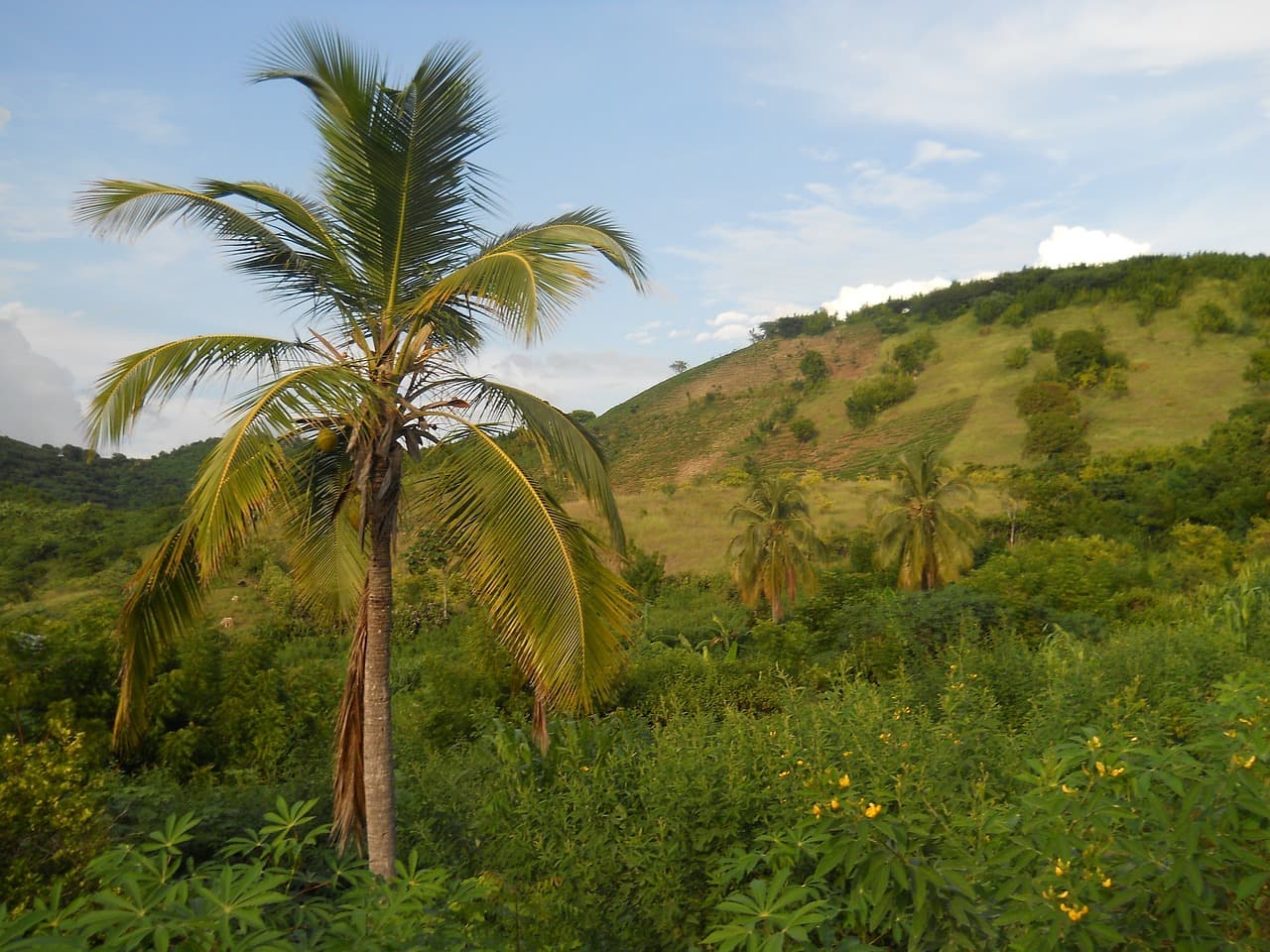 海地雇佣指南 landscape